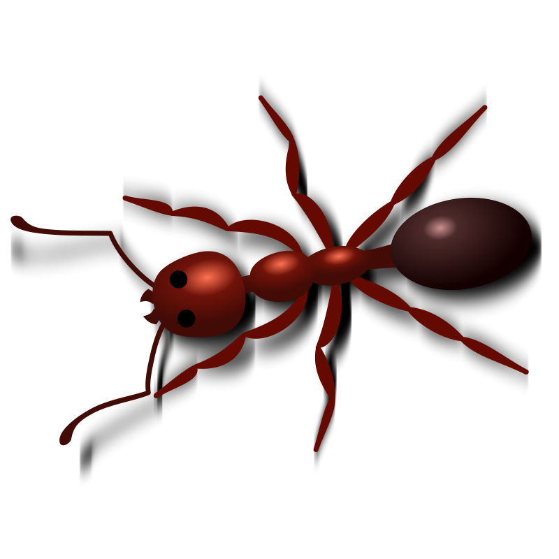 Ant Png Transparent PNG Image