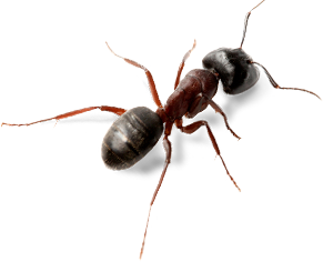 Ant Png Picture Transparent PNG Image