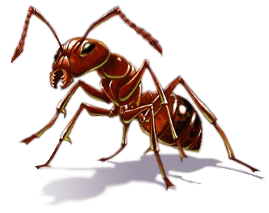 Ant Free Download Png Transparent PNG Image