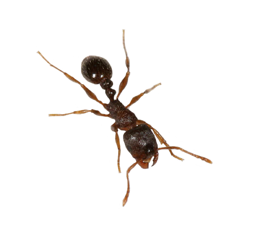 Ant Png File Transparent PNG Image