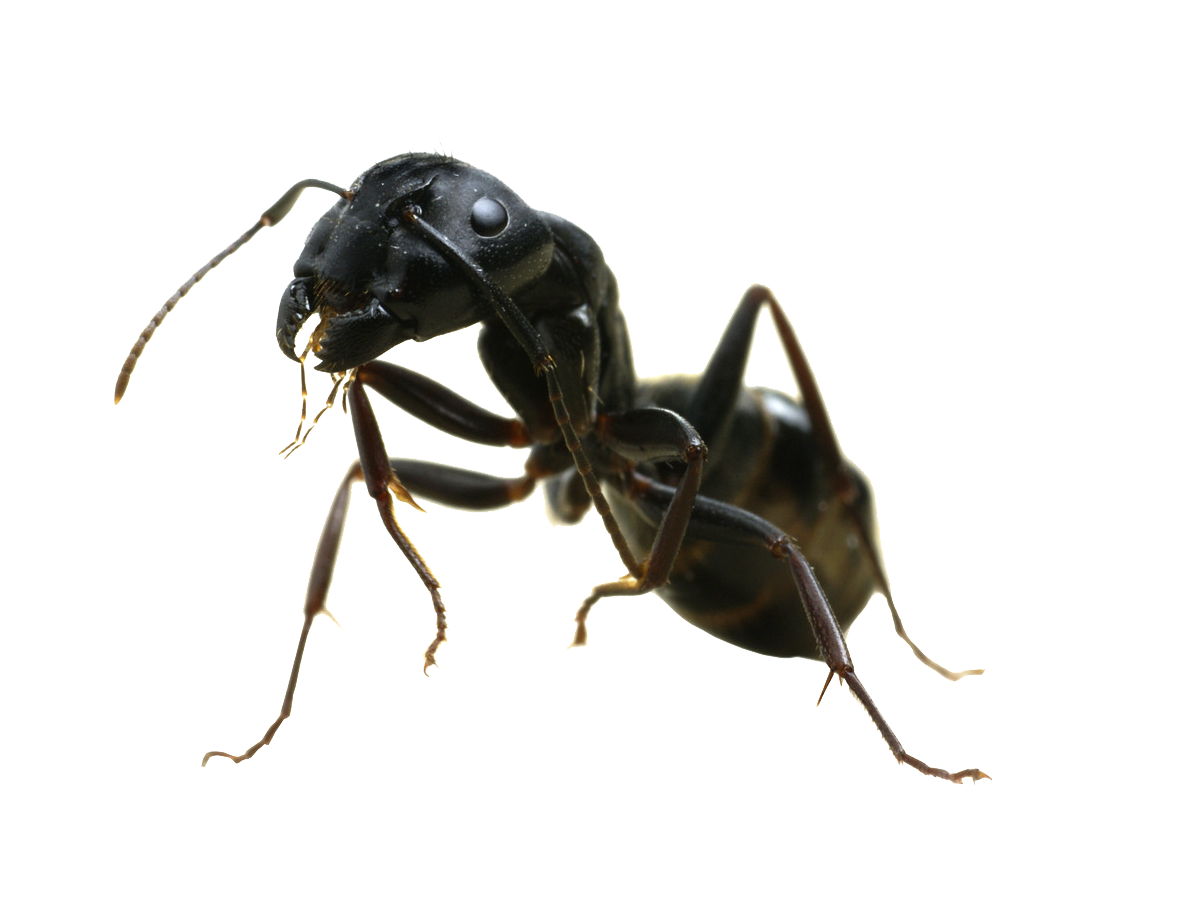 Ant Free Png Image Transparent PNG Image