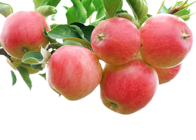 Apple Crumble Bright Fruit Gala Red Auglis Transparent PNG Image