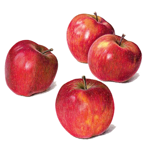 Life Apple Watercolor Still Painting Drawing Transparent PNG Image