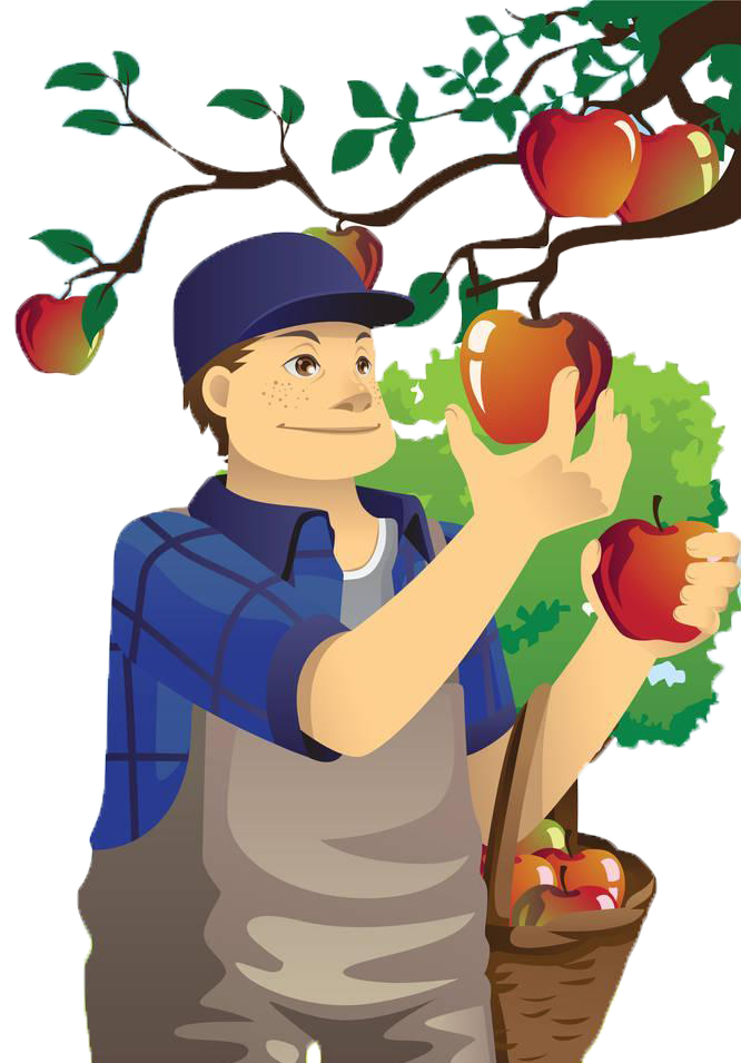 Apple Orchard Of Village Fruit Uncle Apples Transparent PNG Image