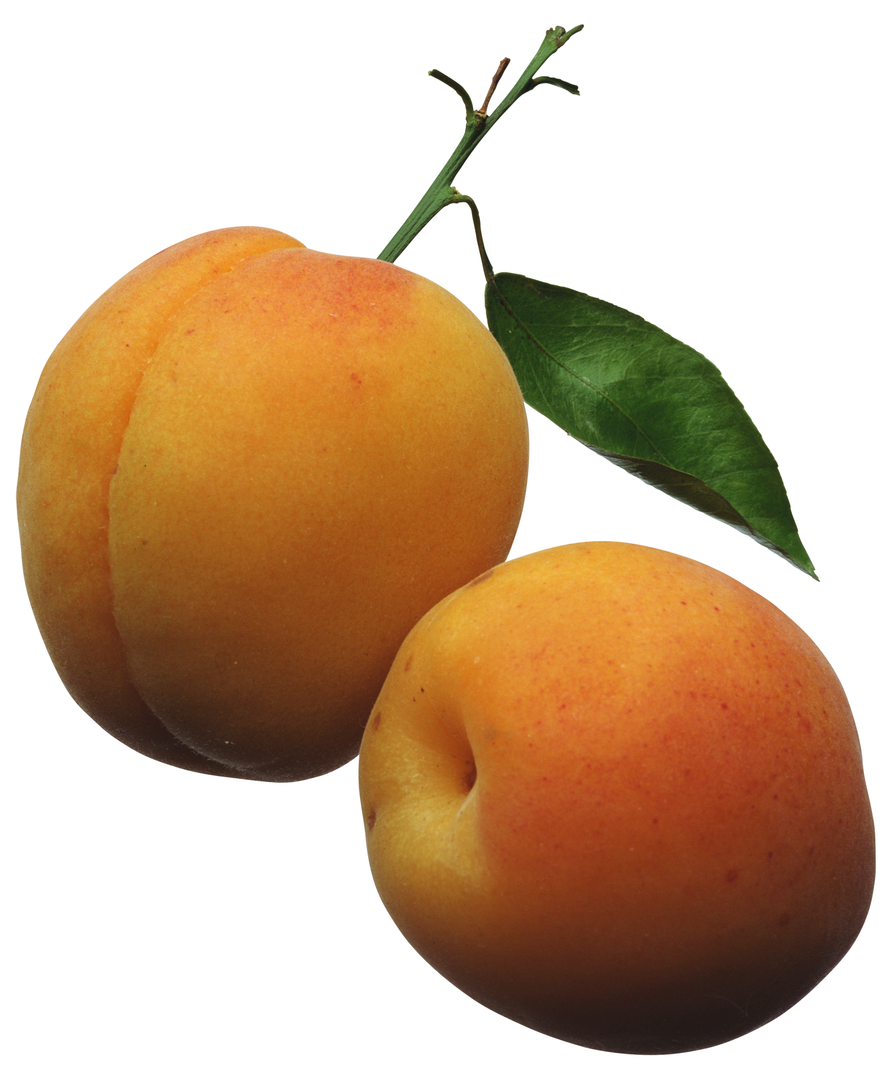 Apricot Fruit Free HQ Image Transparent PNG Image