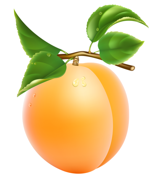 Apricot Fruit Picture Free Transparent Image HD Transparent PNG Image