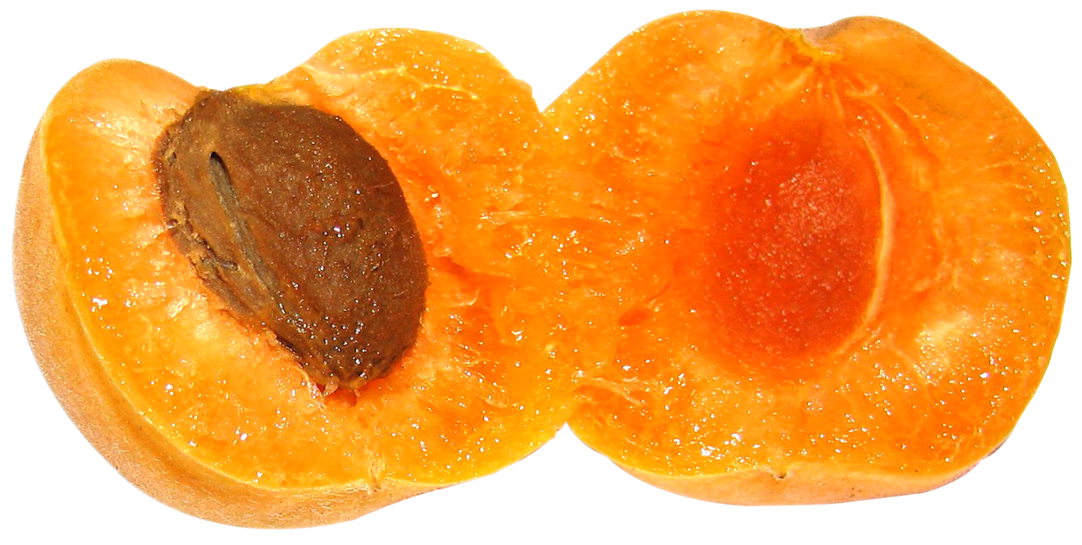 Apricot Fruit Slice Download Free Image Transparent PNG Image