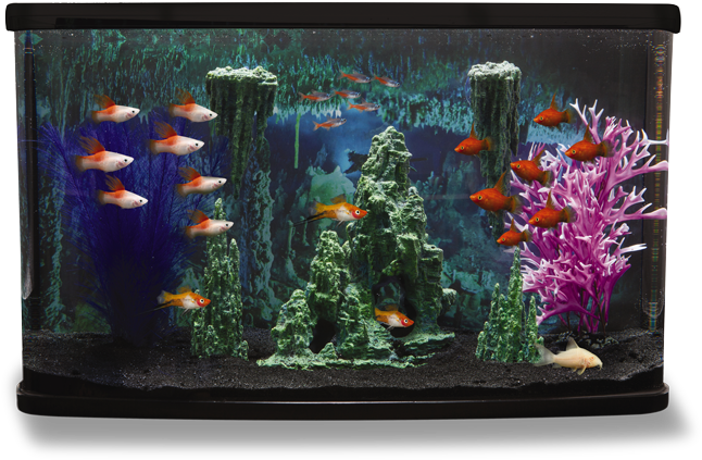 Photos Fish Tank Aquarium Free HQ Image Transparent PNG Image