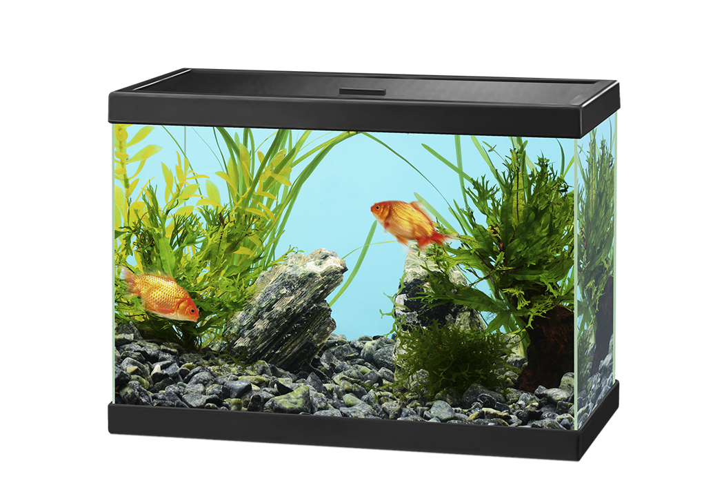 Glass Fish Tank Aquarium Download Free Image Transparent PNG Image