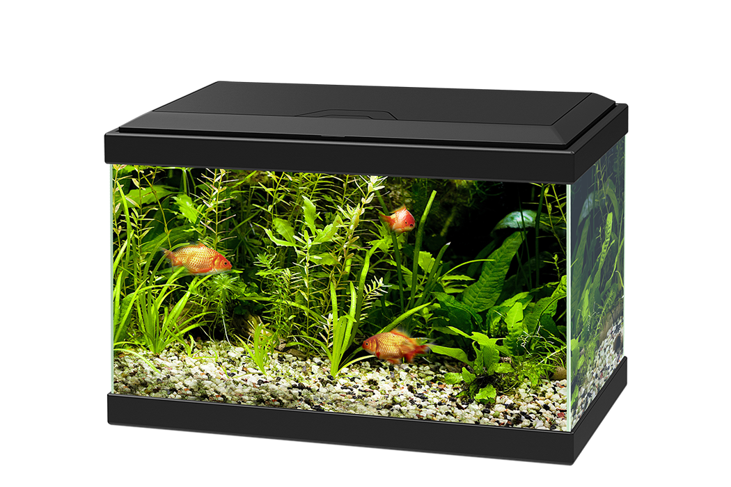 Glass Fish Pic Tank Aquarium Transparent PNG Image