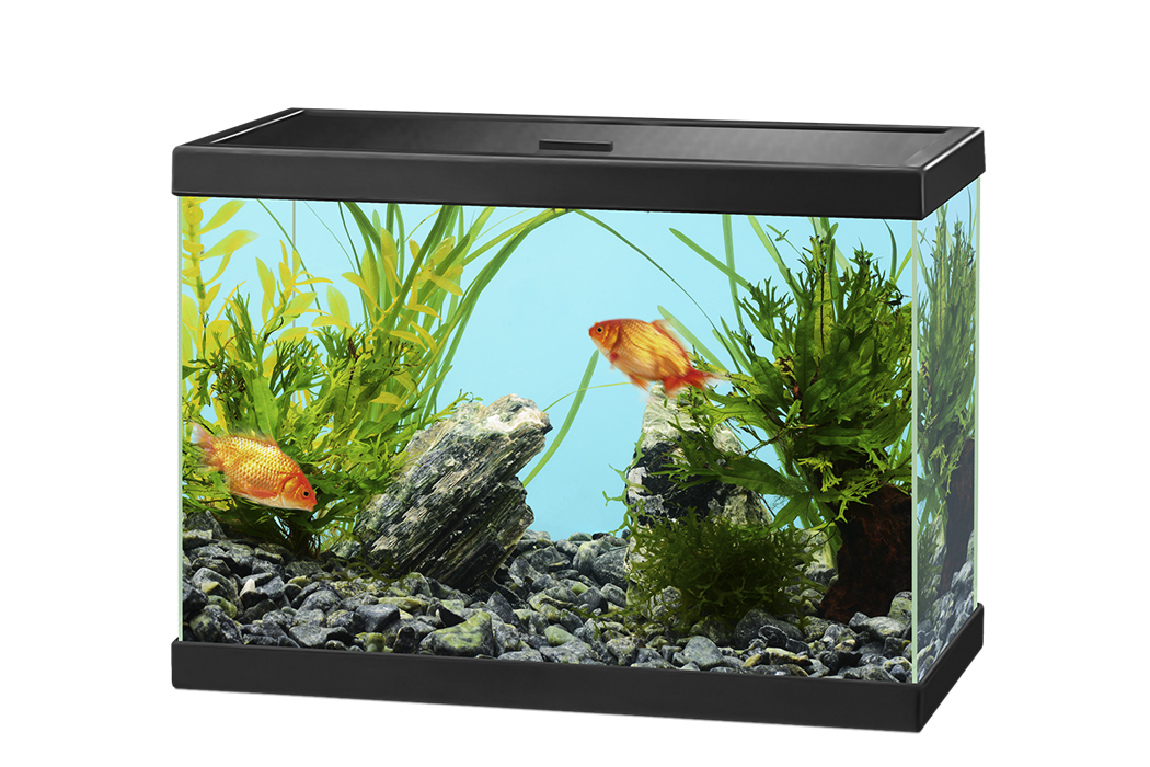 Fish Tank Aquarium Free PNG HQ Transparent PNG Image