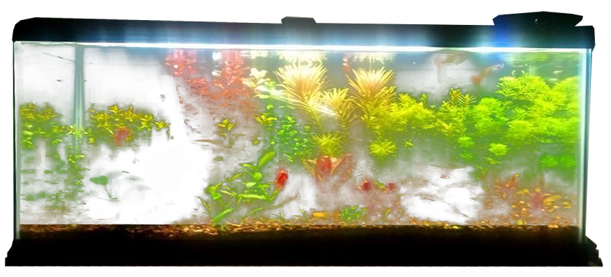 Fish Planted Tank Aquarium Free Clipart HD Transparent PNG Image