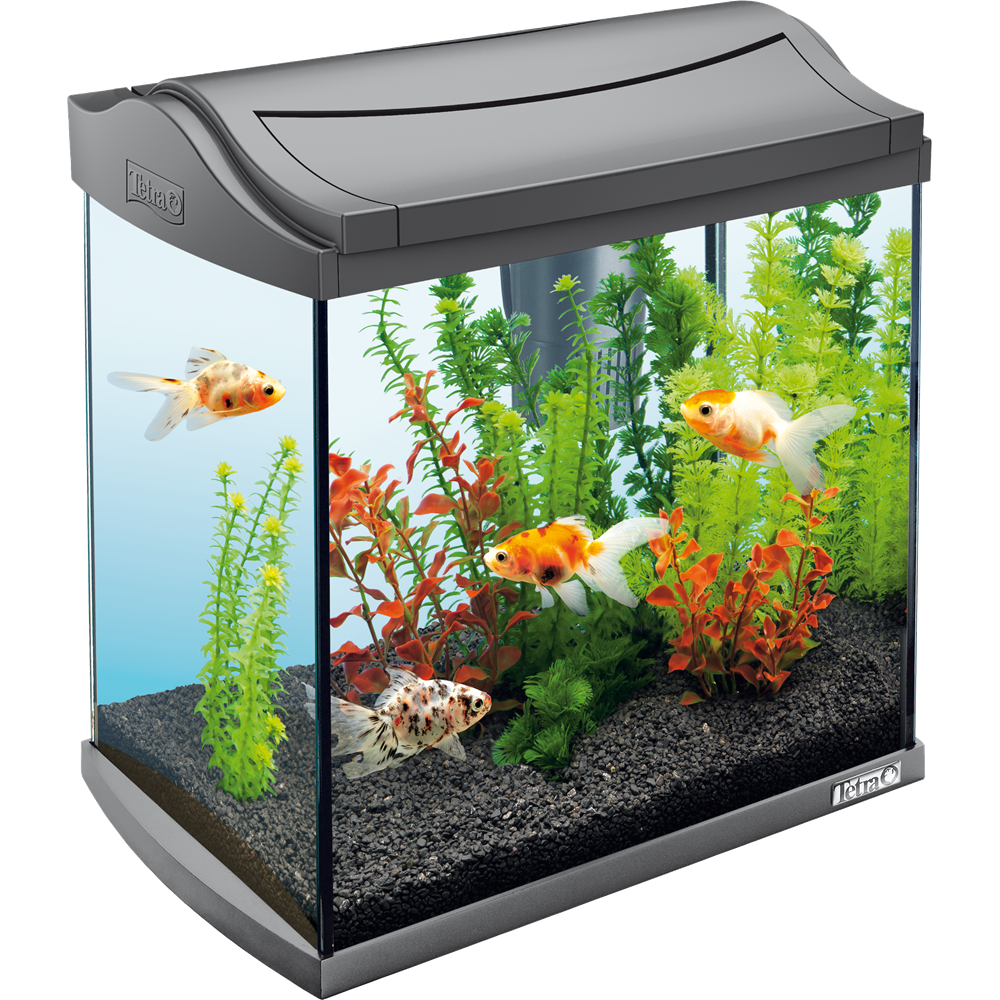 Real Fish Tank Free Transparent Image HD Transparent PNG Image