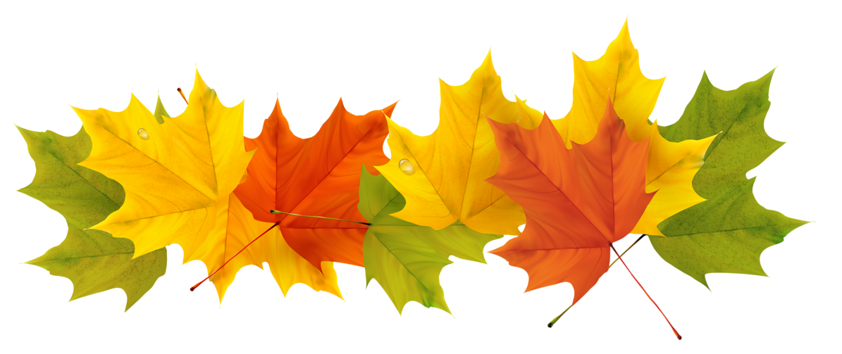 Autumn Color Leaf Tree Free Transparent Image HD Transparent PNG Image