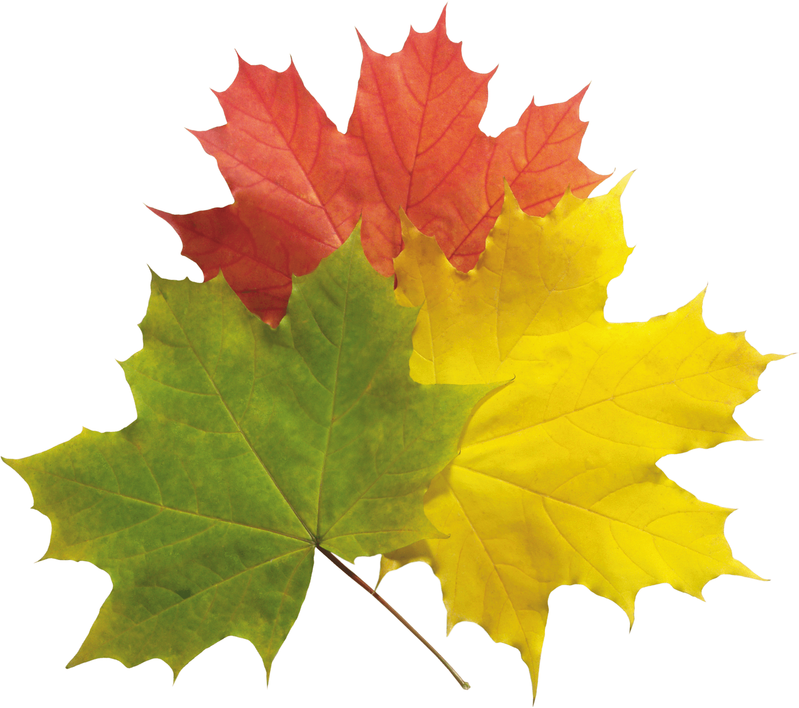 Autumn Png Leaves Transparent PNG Image