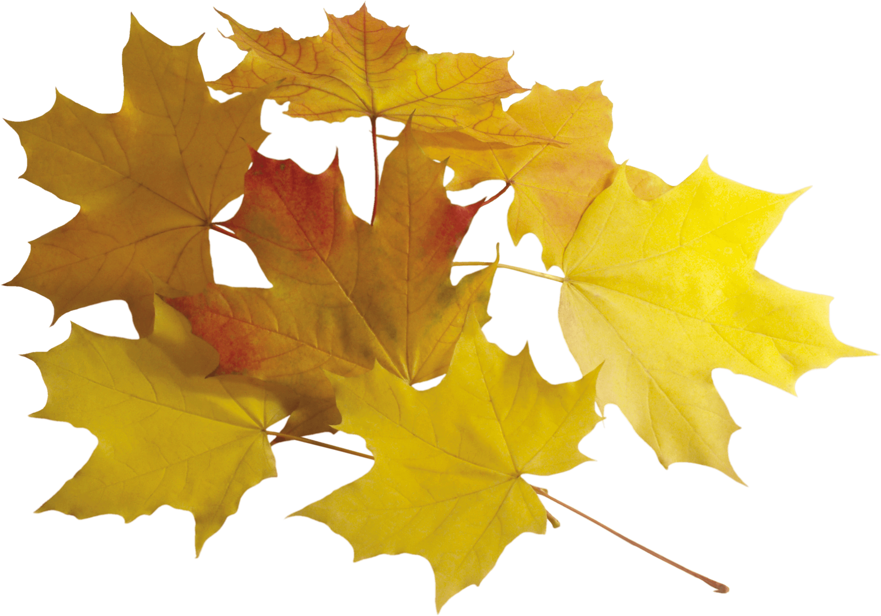 Autumn Png Leaves Transparent PNG Image