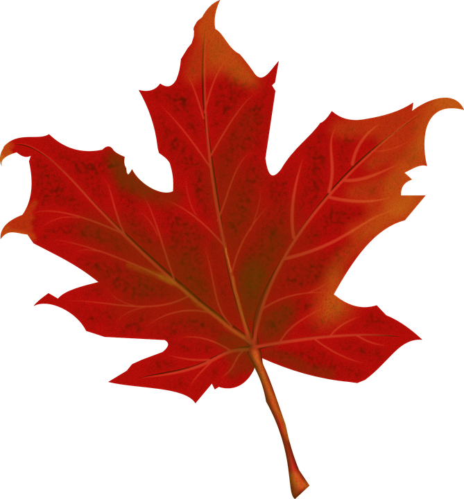 Autumn Vector Leaf Free Download PNG HQ Transparent PNG Image