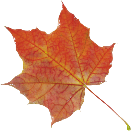 Autumn Vector Leaf Free HD Image Transparent PNG Image