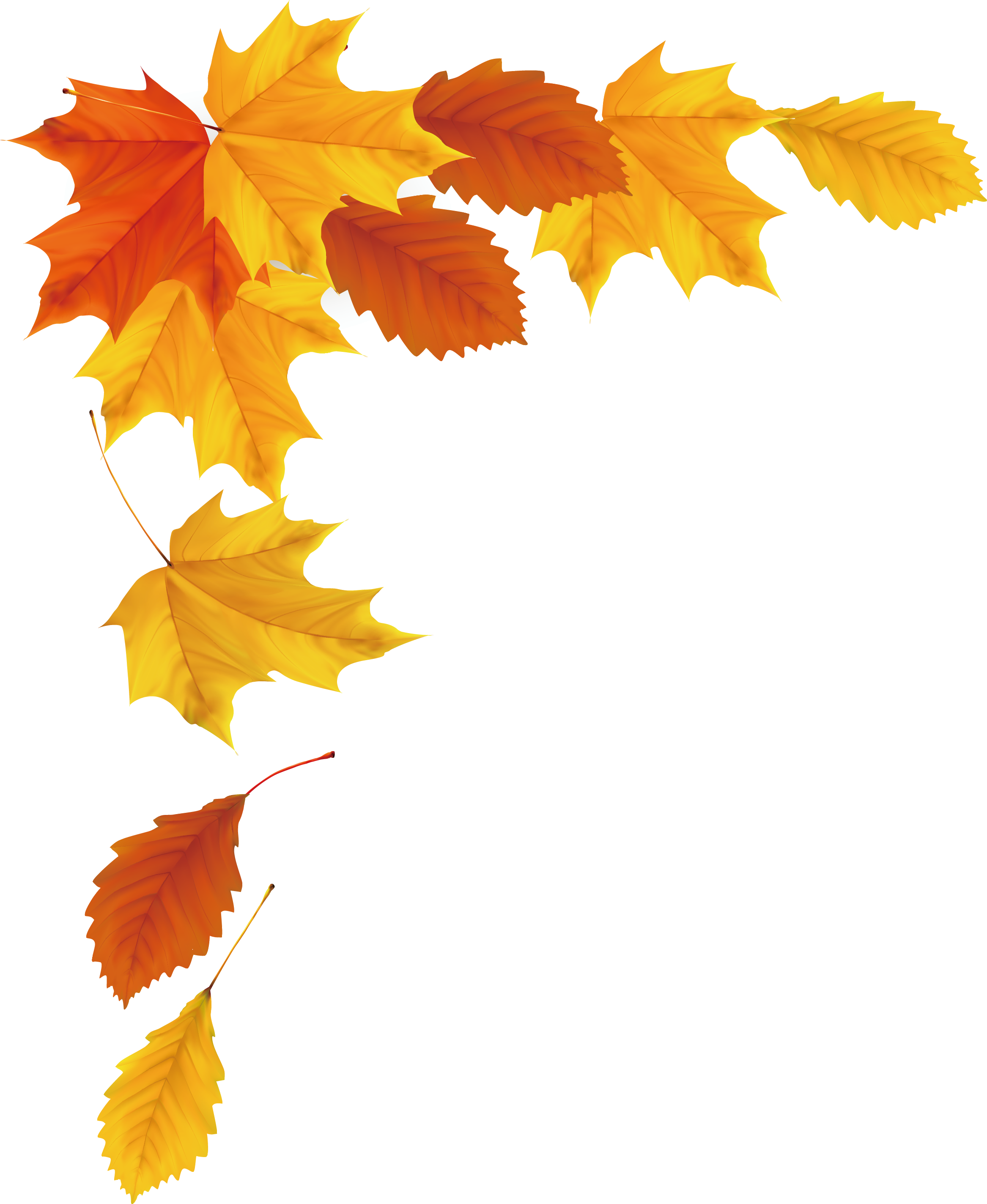 Autumn Falling Vector Leaf Free Transparent Image HQ Transparent PNG Image