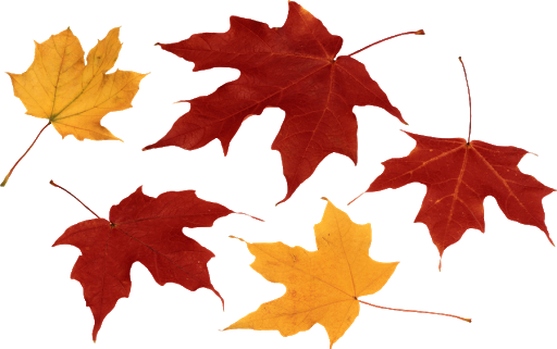 Autumn Falling Vector Leaf Download HQ Transparent PNG Image