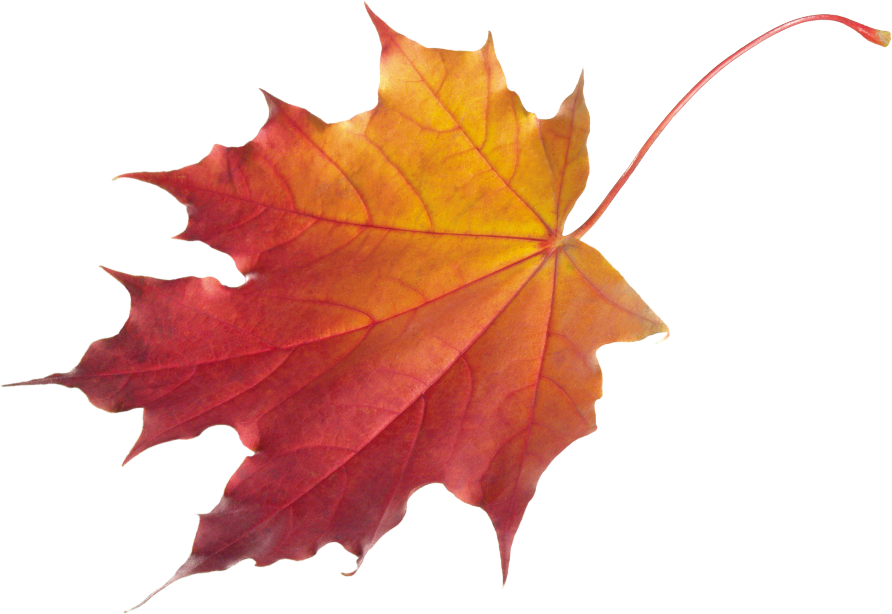 Autumn Vector Leaf HD Image Free Transparent PNG Image