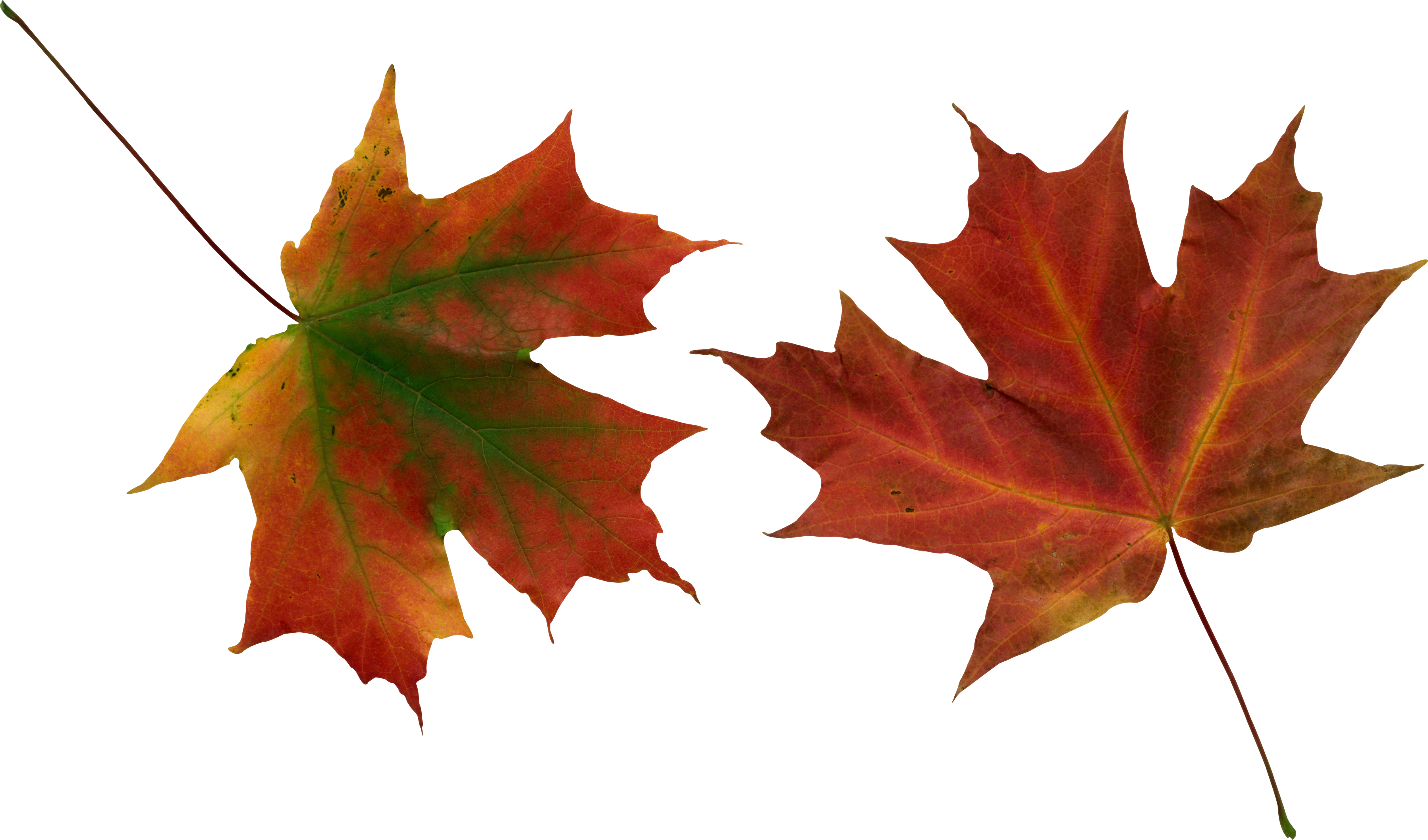 Autumn Vector Leaf HQ Image Free Transparent PNG Image