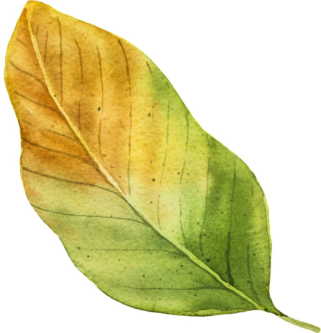 Autumn Vector Leaf Free Download PNG HD Transparent PNG Image