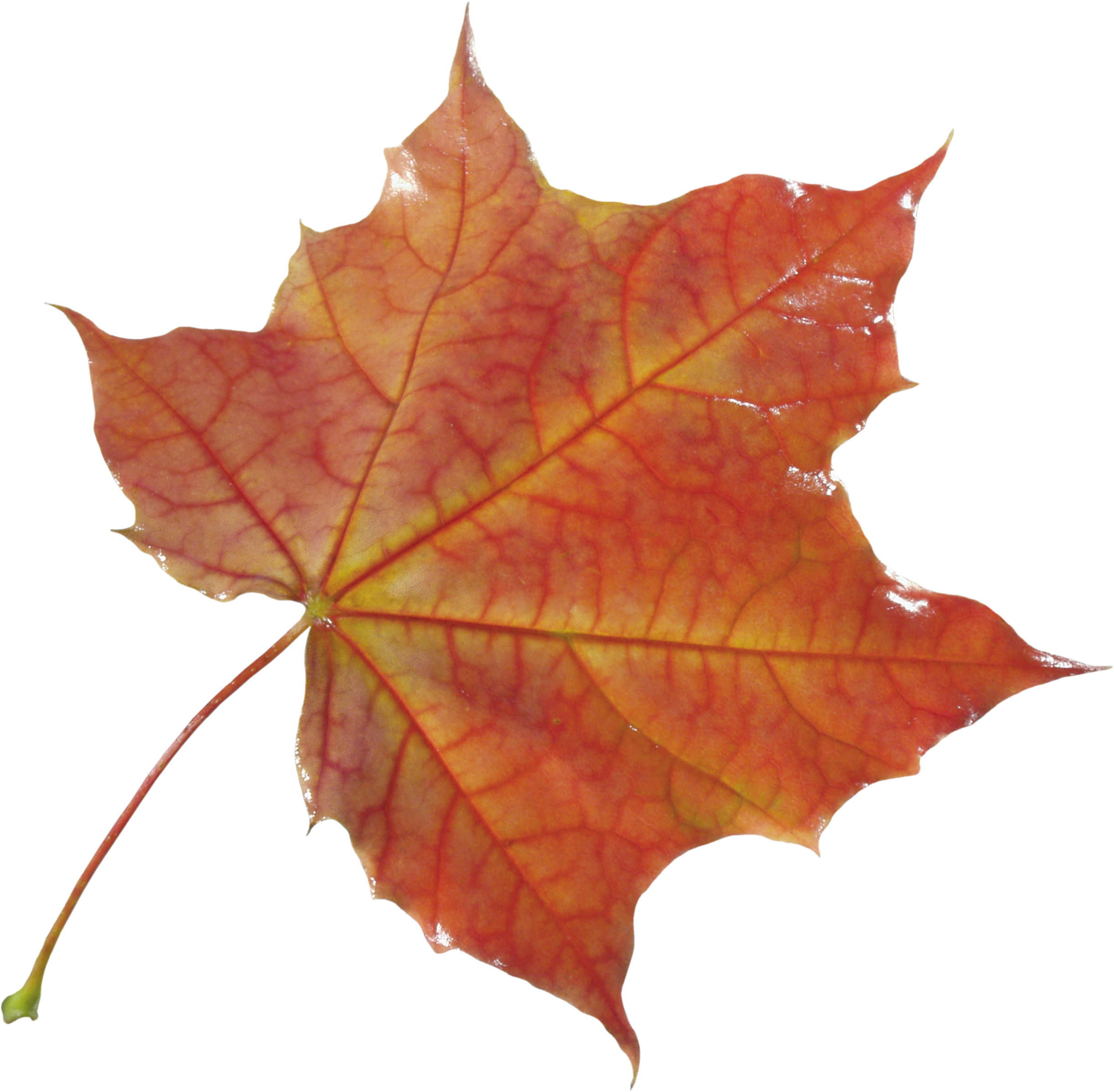 Autumn Vector Leaf Pic PNG Free Photo Transparent PNG Image