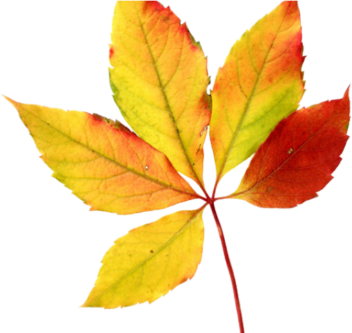 Autumn Picture Vector Leaf HD Image Free Transparent PNG Image