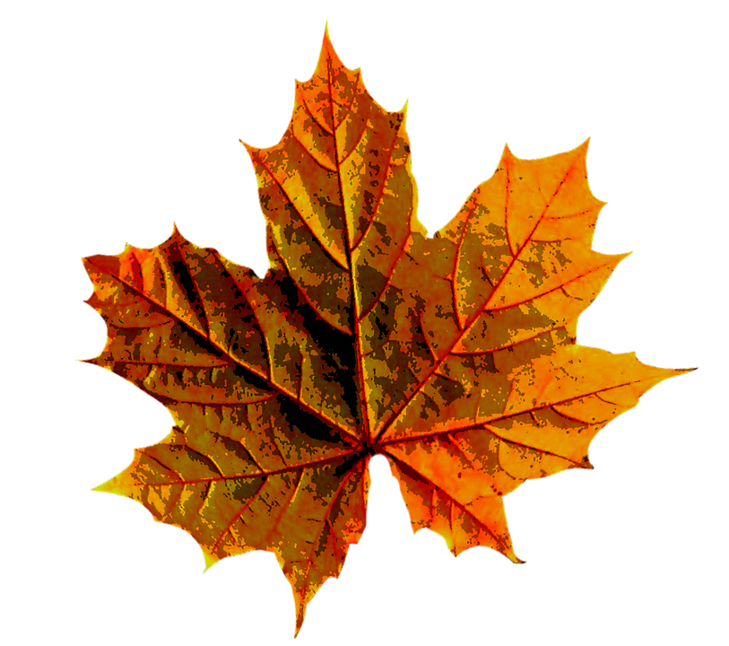 Autumn Golden Leaf Download Free Image Transparent PNG Image