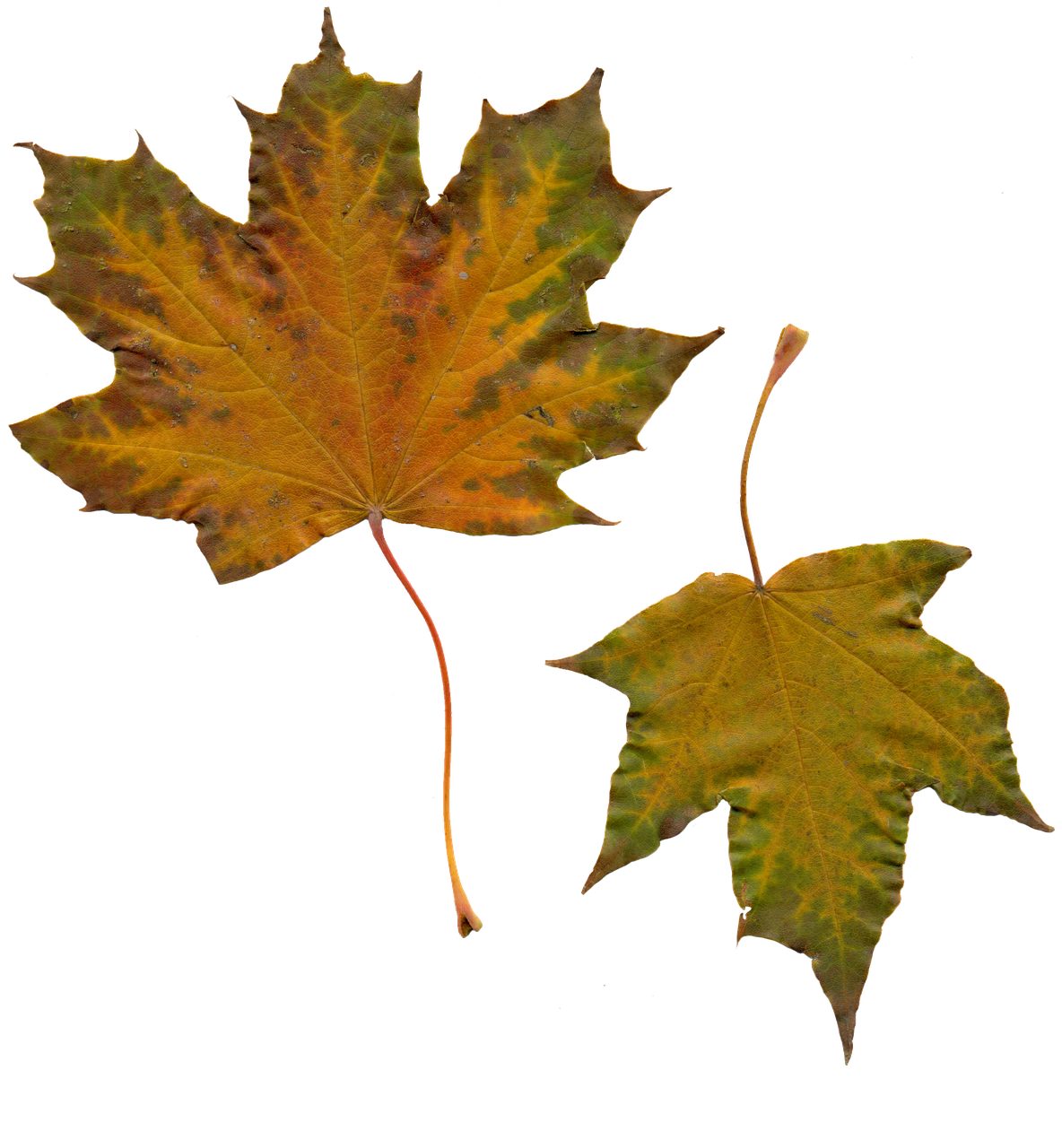 Autumn Golden Leaf Download Free Image Transparent PNG Image