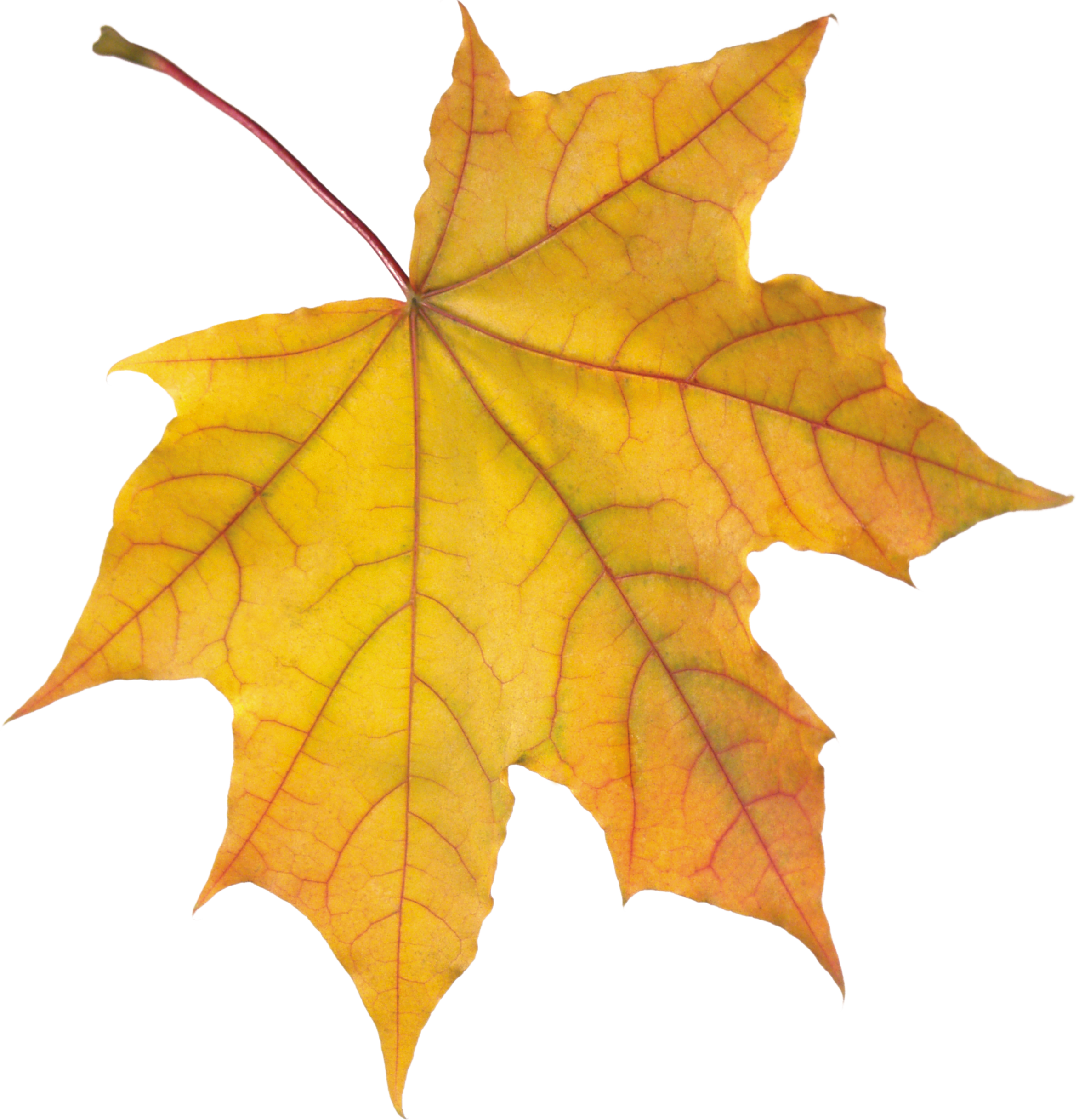 Autumn Golden Pic Leaf Free Transparent Image HD Transparent PNG Image