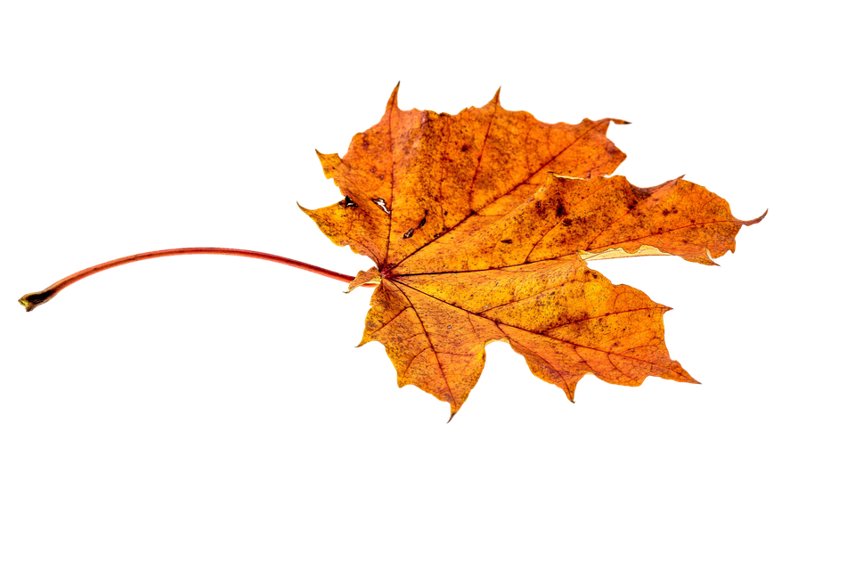 Autumn Golden Leaf PNG File HD Transparent PNG Image