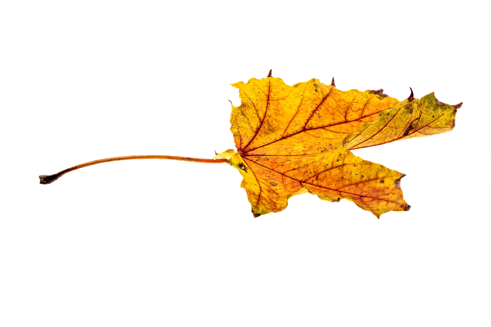 Autumn Golden Leaf Free HD Image Transparent PNG Image