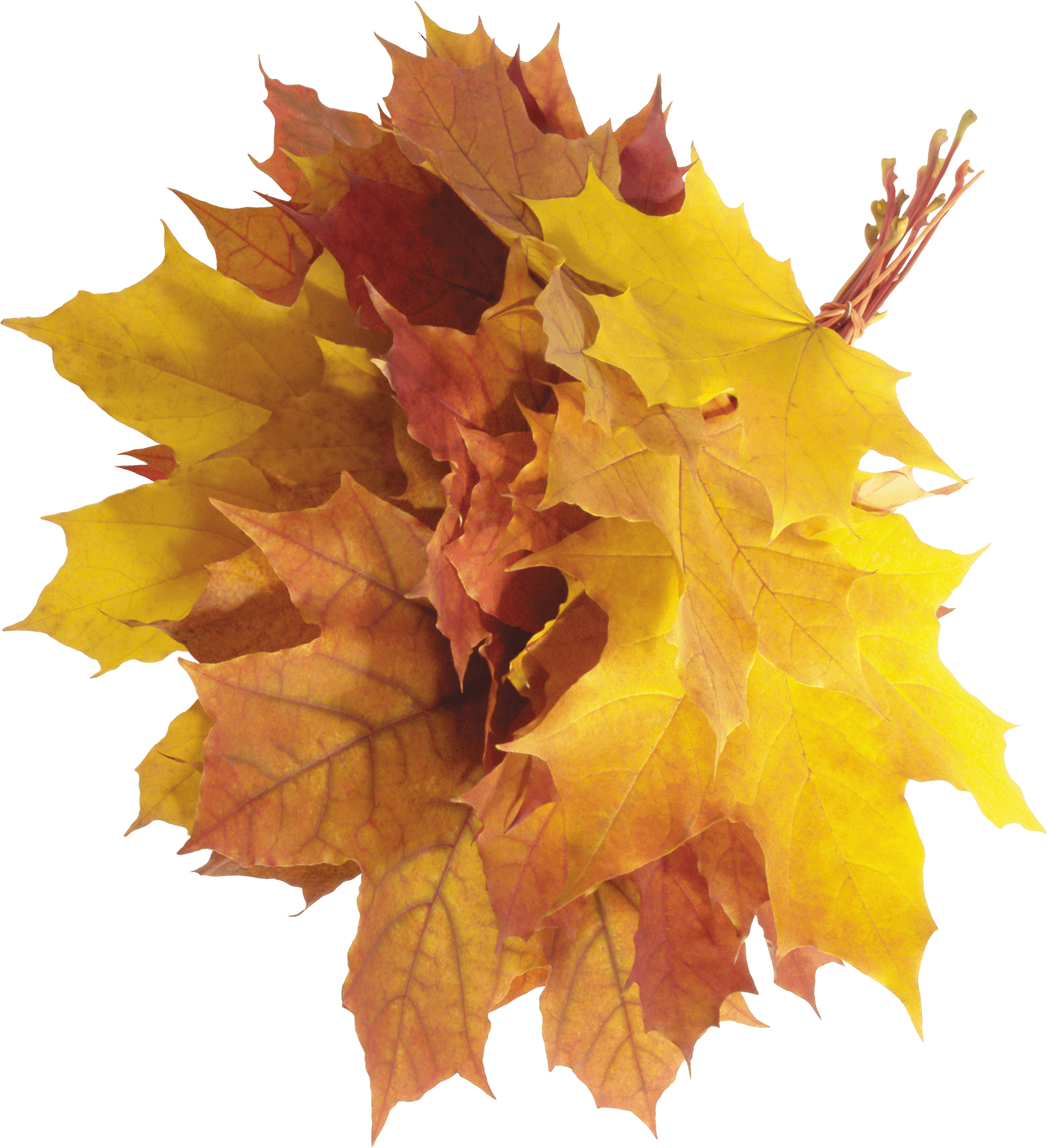 Autumn Png Leaves Transparent PNG Image