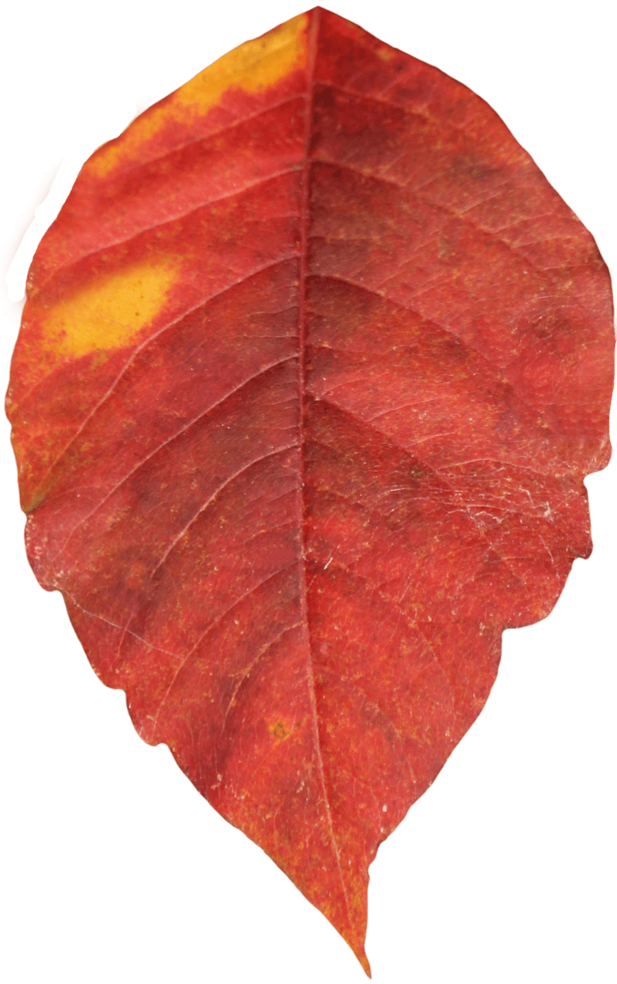 Red Autumn Png Leaf Transparent PNG Image