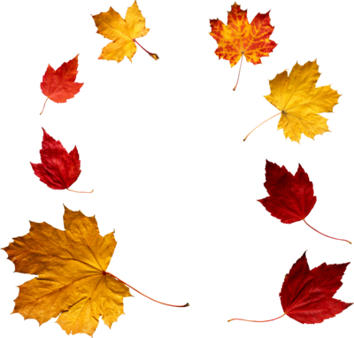 Autumn Leaf Transparent PNG Image