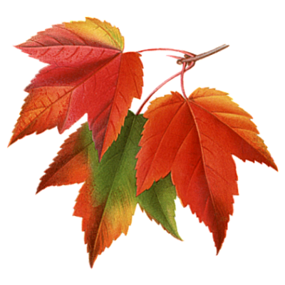 Autumn Fall Leaves Pictures Collage Transparent PNG Image