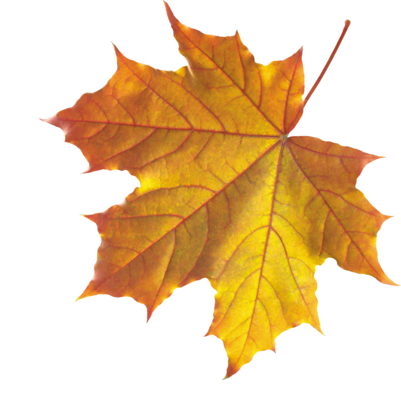 Realistic Autumn Fall Leaves Transparent PNG Image