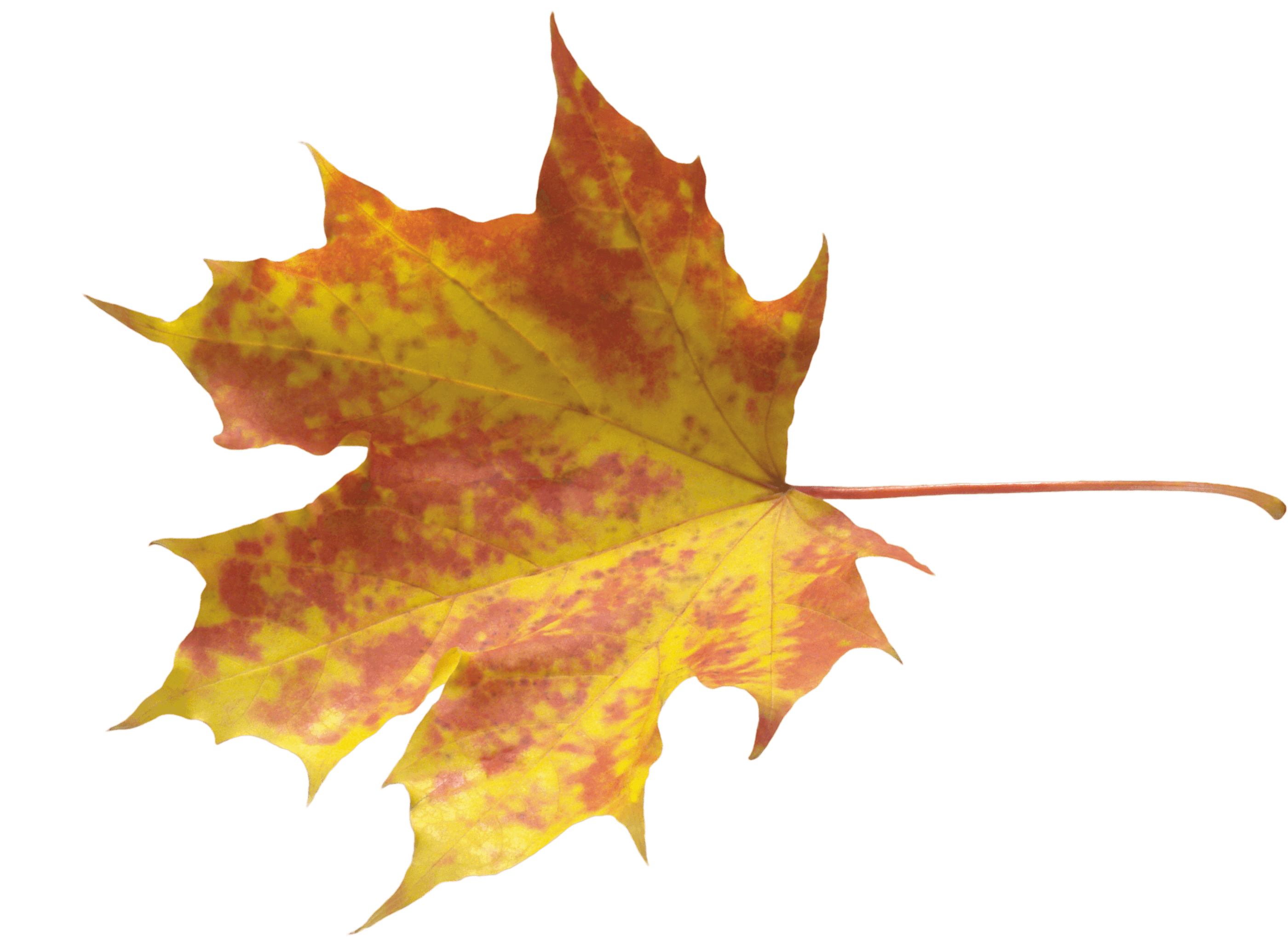 Autumn Png Leaf Transparent PNG Image