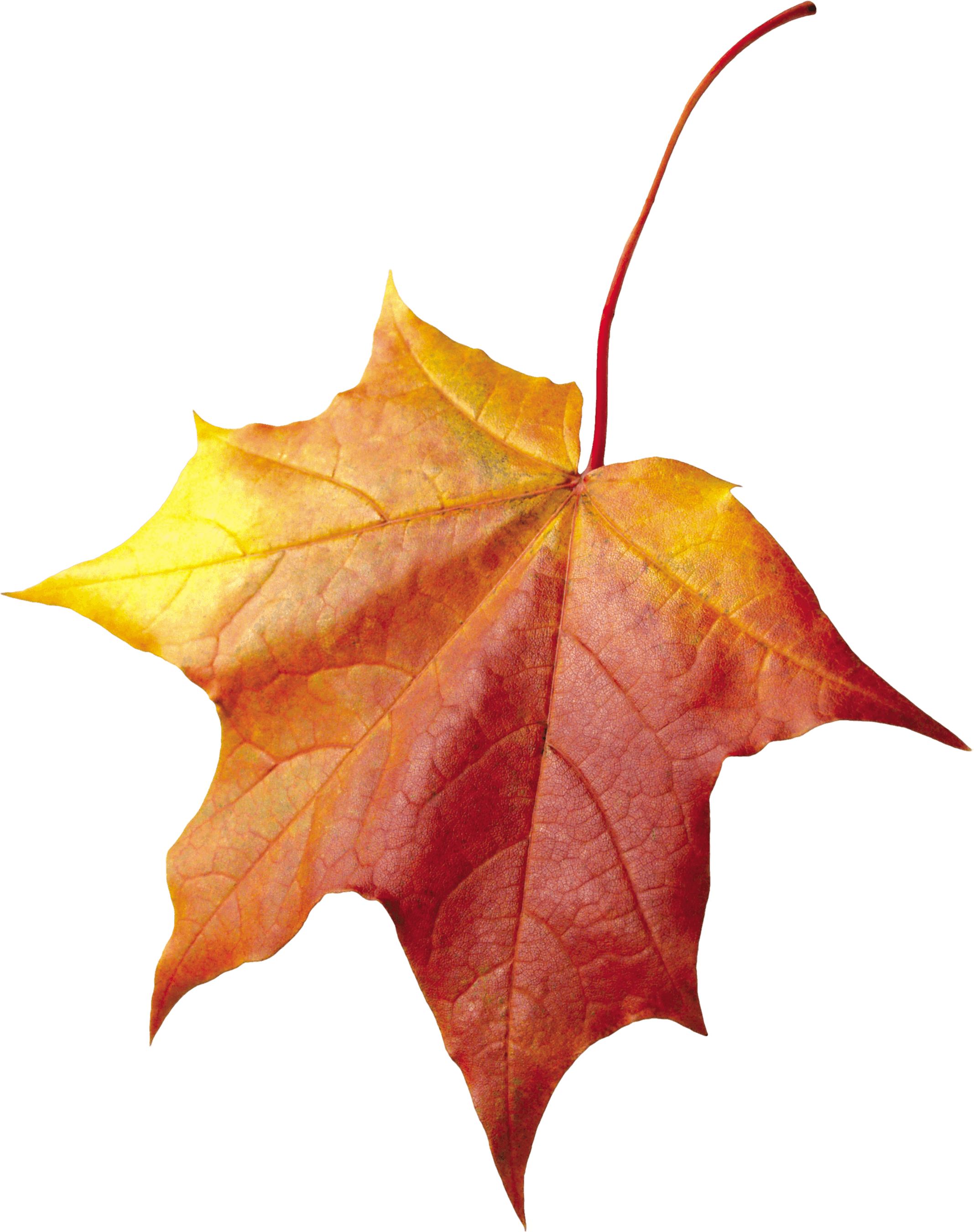 Autumn Png Leaf Transparent PNG Image