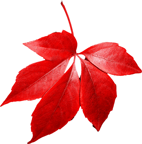 Red Autumn Png Leaf Transparent PNG Image