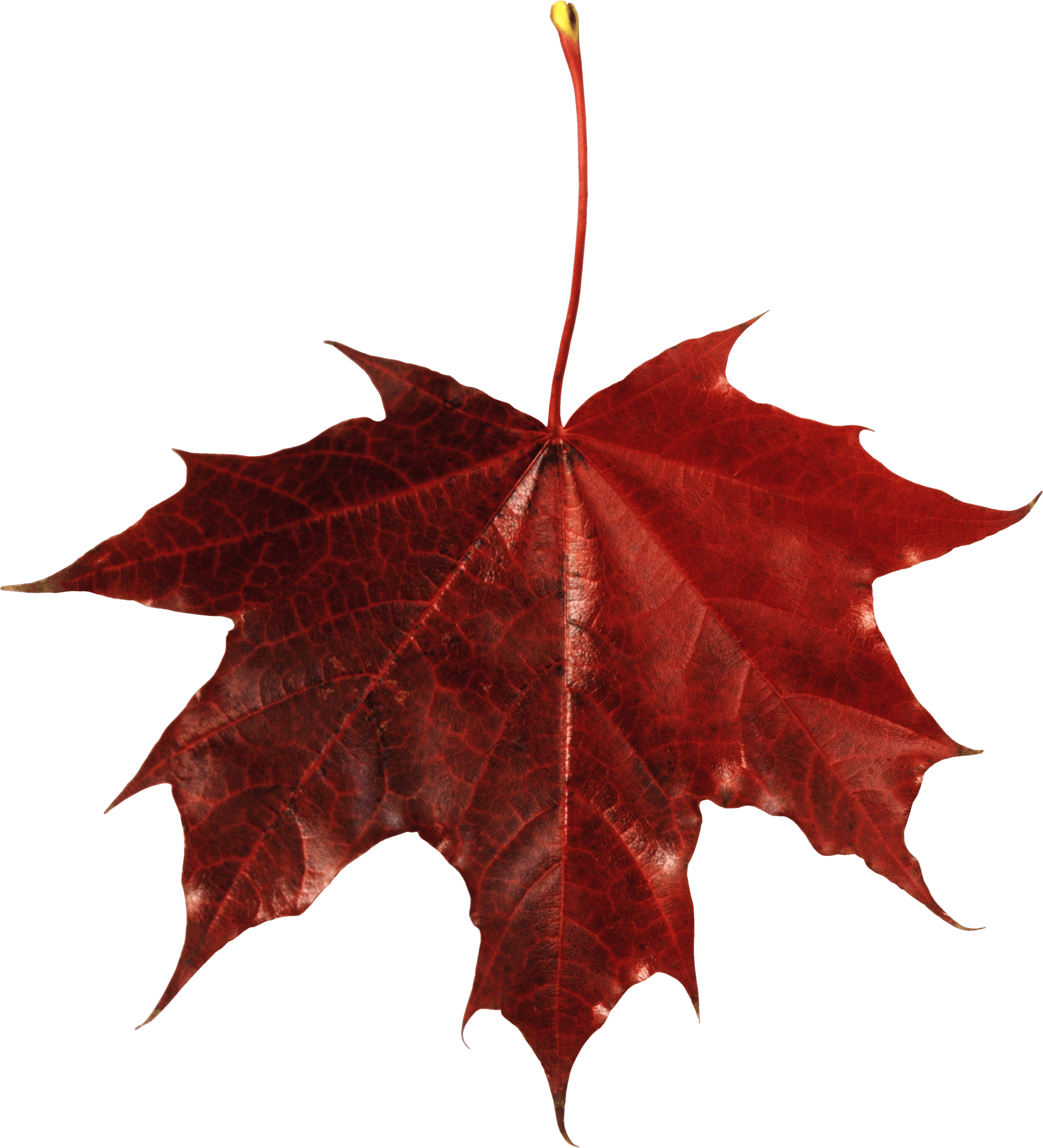 Autumn Png Leaf Transparent PNG Image