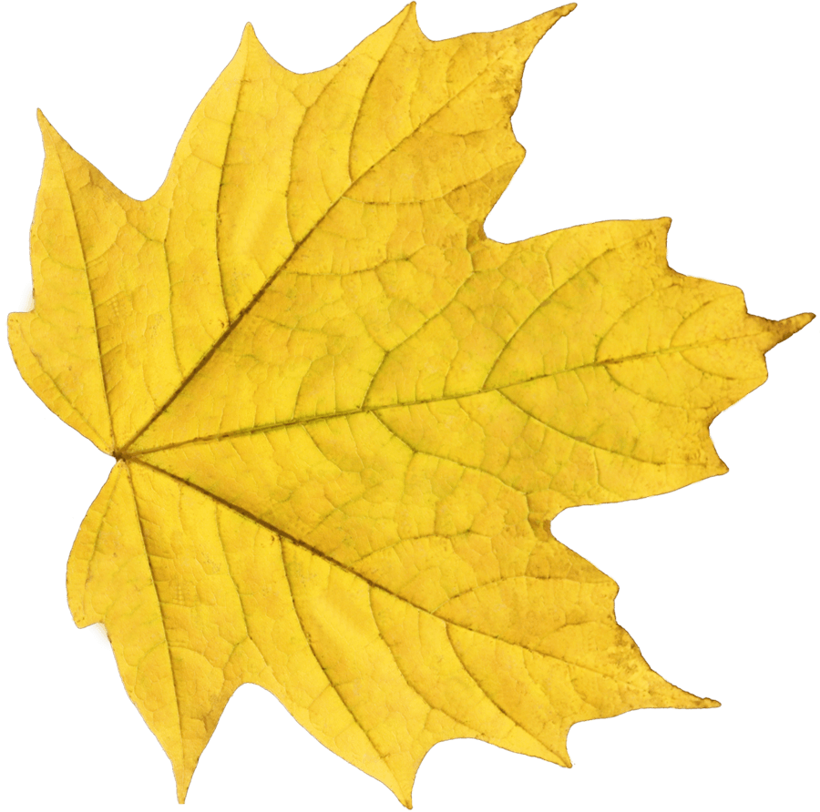 Yellow Autumn Png Leaf Transparent PNG Image