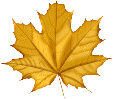 Maple Png Leaf Transparent PNG Image