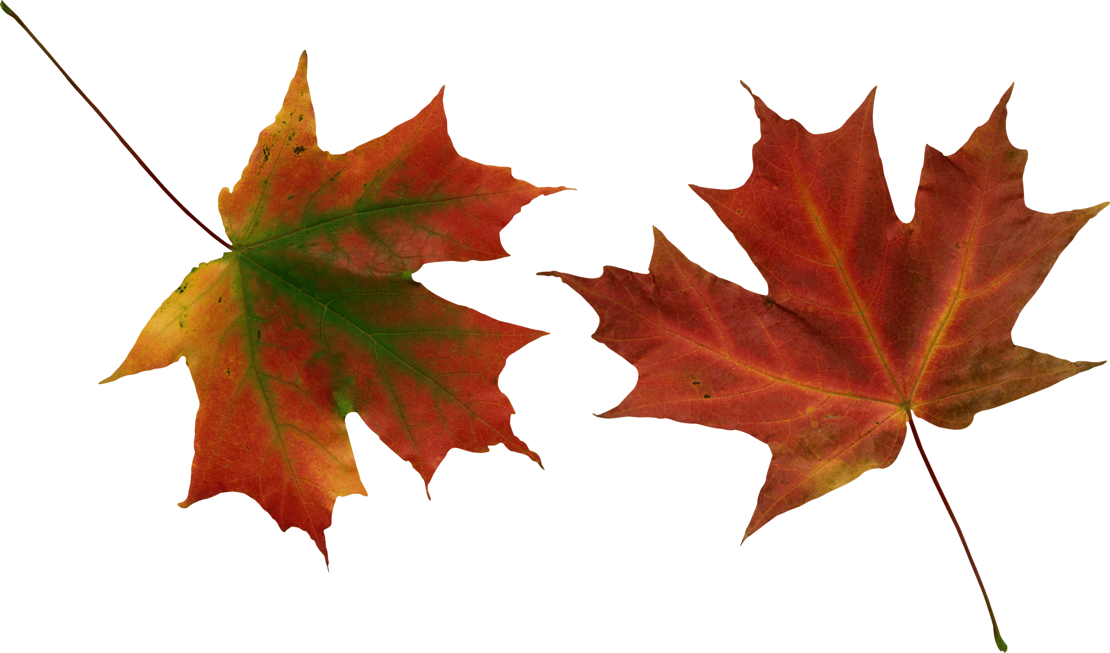 Autumn Png Leaf Transparent PNG Image