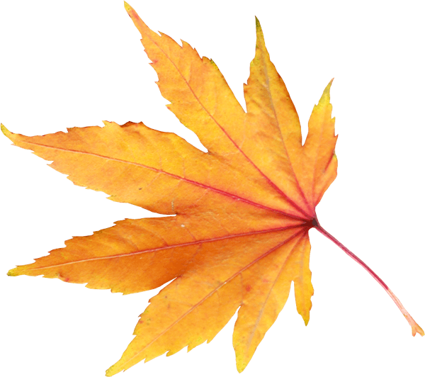 Autumn Png Leaf Transparent PNG Image