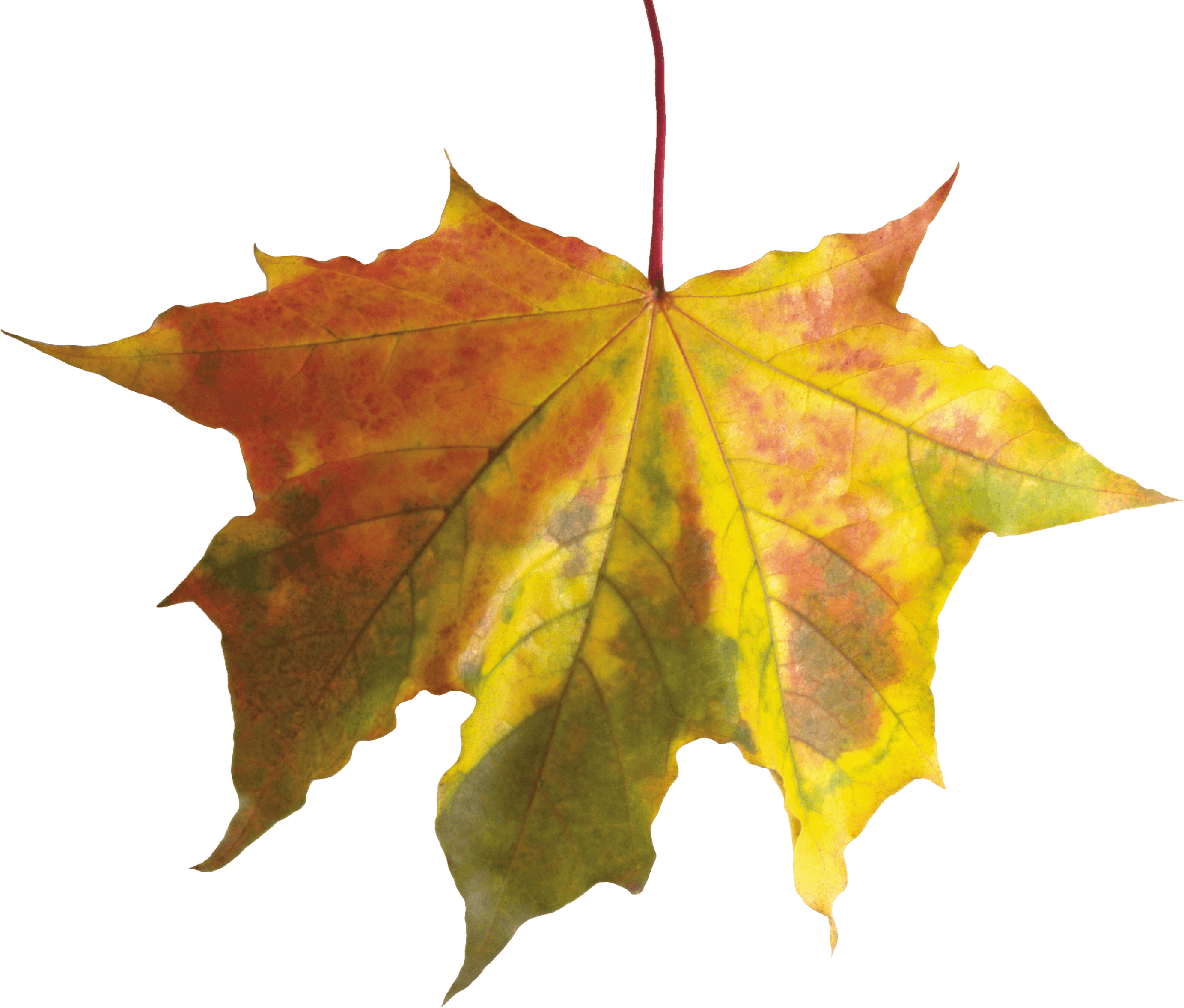 Autumn Png Leaf Transparent PNG Image