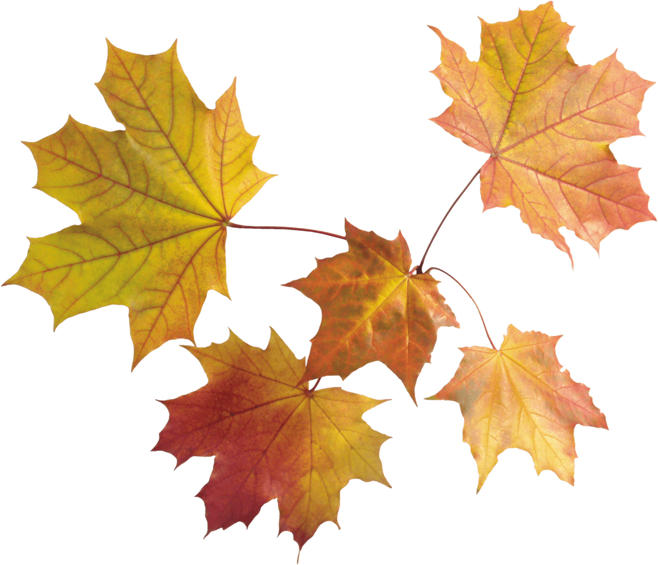 Autumn Png Leaves Transparent PNG Image