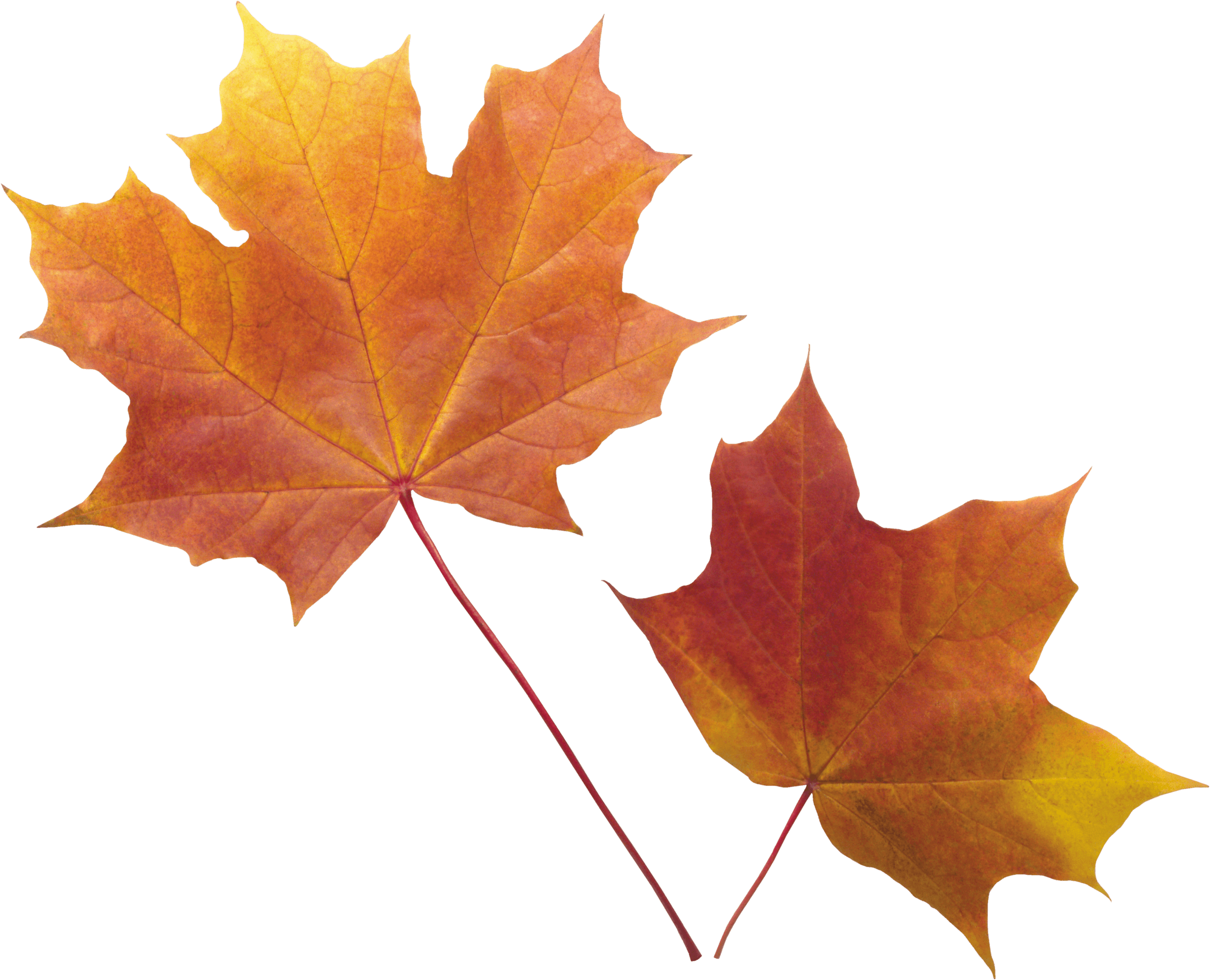 Autumn Png Leaf Transparent PNG Image